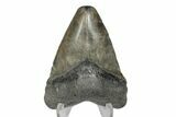 Juvenile Megalodon Tooth - South Carolina #168954-2